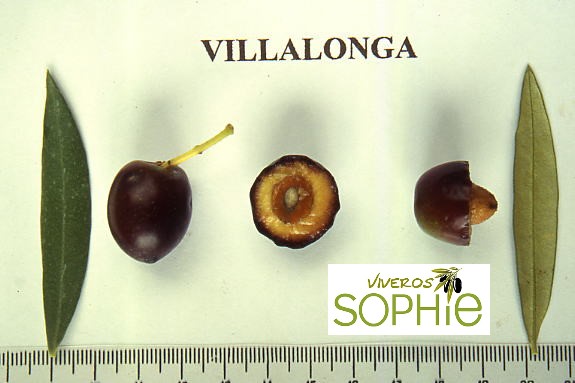 Variedad de olivo VILLALONGA